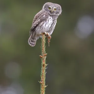 Sparrow owl (Glaucicium passerinum) sitting on the tip of a spruce tree Sparrow owl (Glaucicium passerinum) sitting on the tip of a spruce tree