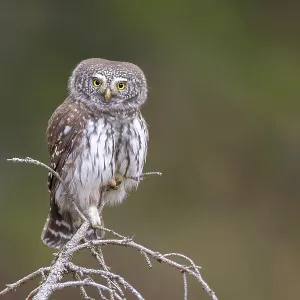Sparrow owl (Glaucicium passerinum) sitting on the tip of a spruce tree Sparrow owl (Glaucicium passerinum) sitting on the tip of a spruce tree