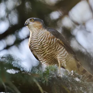 Sparrowhawk (Accipiter nisus) Male with Prey Print, Germany Sparrowhawk (Accipiter nisus) Male with Prey Print, Germany
