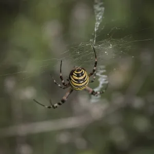 Specimen of the wasp spider, Argiope brunnichi Specimen of the wasp spider, Argiope brunnichi