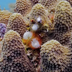 Several specimens of Christmas tree worm (Spirobranchus giganteus) on stony coral Several specimens of Christmas tree worm (Spirobranchus giganteus) on stony coral