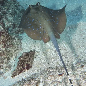 A speckled ray, blue-spotted ray (Neotrygon kuhlii) A speckled ray, blue-spotted ray (Neotrygon kuhlii)