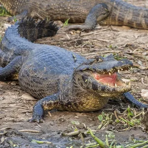 Spectacular caiman (Caiman yacare) Spectacular caiman (Caiman yacare)