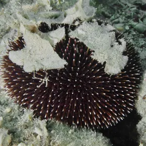 Sphaerechinus granularis Print, House Reef, Pula, Croatia