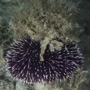 Sphaerechinus granularis Print, House Reef, Stoja, Pula