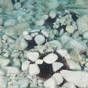 Sphaerechinus granularis Print - House Reef, Pula, Croatia