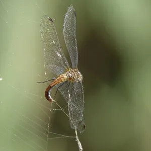 Spider web, dragonfly, summer, Germany Spider web, dragonfly, summer, Germany