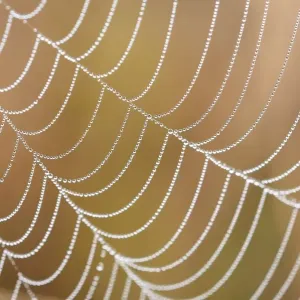 Spiderweb with morning dew, detail