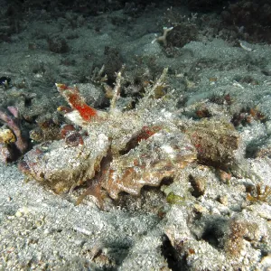 Spiny Devil Fish Camouflaged Print, Pidada Dive Site Spiny Devil Fish Camouflaged Print, Pidada Dive Site