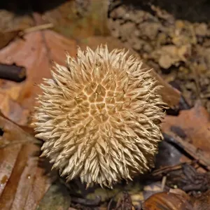 Spiny puffball (Lycoperdon echinatum) Spiny puffball (Lycoperdon echinatum)