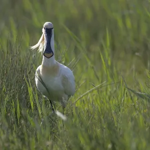 Spoonbill (Platalea leucorodia)