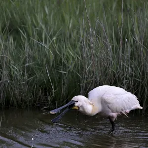 Spoonbill (Platalea leucorodia) looking for food in shallow water with drops of water in its open beak