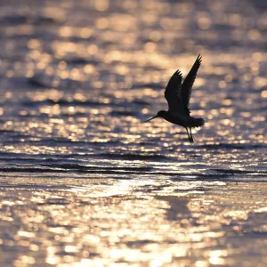 Spoting woodcock (Limosa lapponica) in backlight on the beach Spoting woodcock (Limosa lapponica) in backlight on the beach