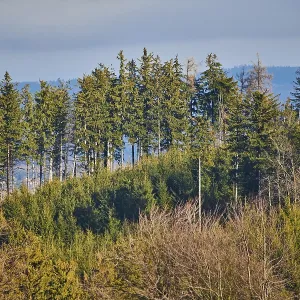 Spotlight from the sun on Norway spruce (Picea abies) trees in a forest