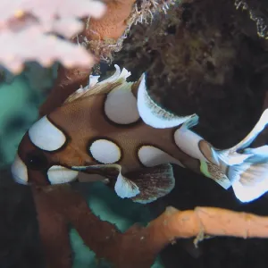 A spotted brown-white fish, Harlequin sweet lip (Plectorhinchus chaetodonoides) juvenile
