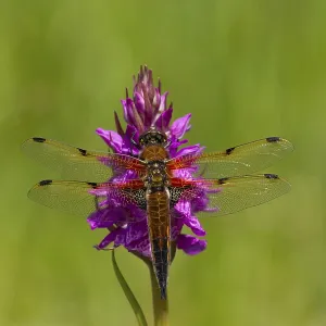 Four Spotted Chaser Dragonfly Print, Norfolk, England