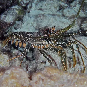 A spotted crayfish (Panulirus guttatus) with a striking pattern of spots on the seabed