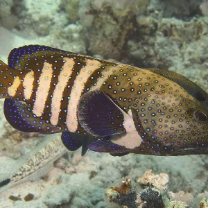 Spotted fish with blue and yellow patterns
