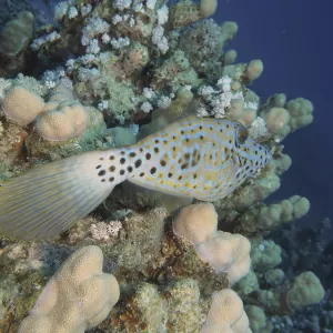 A spotted fish, script filefish (Aluterus scriptus)