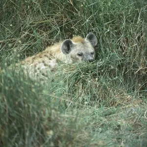 Spotted hyena (Crocuta crocuta) in Amboseli National Park