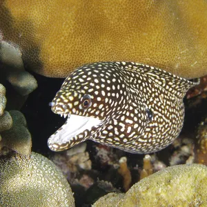 A spotted moray eel, pearl moray