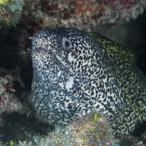Spotted moray (Gymnothorax moringa)