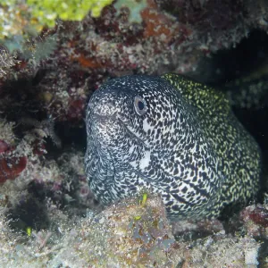 Spotted moray (Gymnothorax moringa)