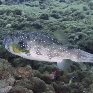 Spotted pufferfish, white-spotted pufferfish (Arothron hispidus) Spotted pufferfish, white-spotted pufferfish (Arothron hispidus)