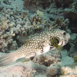 A spotted pufferfish, white-spotted pufferfish (Arothron hispidus)