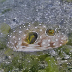 A spotted, roundish fish, white-spotted pufferfish (Arothron hispidus) juvenile A spotted, roundish fish, white-spotted pufferfish (Arothron hispidus) juvenile