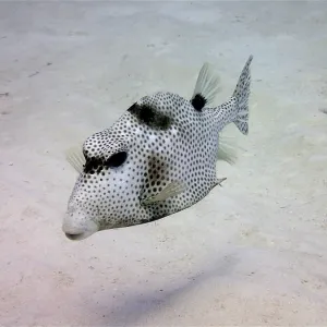 Spotted trunkfish (Lactophrys bicaudalis) Spotted trunkfish (Lactophrys bicaudalis)