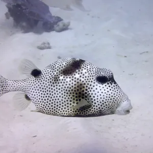 Spotted trunkfish (Lactophrys bicaudalis)