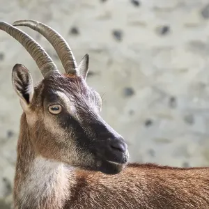 Spring in Crete, Kri Kri, Cretan Wild Goat