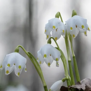 Spring-flowering spring geophytes in a beech forest Spring-flowering spring geophytes in a beech forest