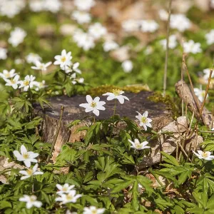 Spring in the forest flowering anemone carpet Spring in the forest flowering anemone carpet