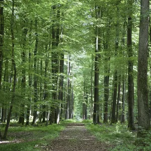 Spring forest, forest, nature, beech