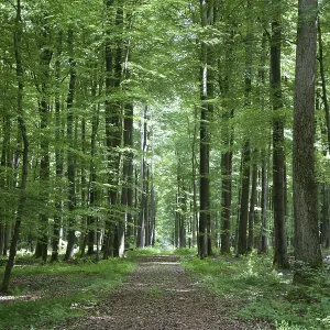 Spring forest, forest, nature, beech