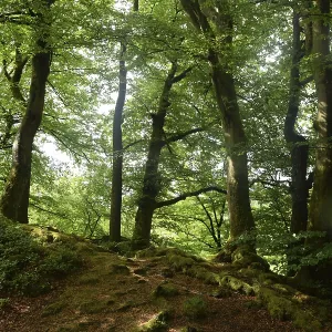 Spring forest, forest, nature, beech