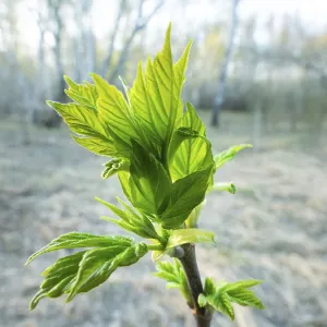 Spring in the forest and maple ash (Acer negundo) turgent buds Spring in the forest and maple ash (Acer negundo) turgent buds