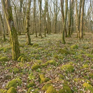 Spring forest with moss mounds and spring knotweed or spring snowflake (Leucojum vernum)