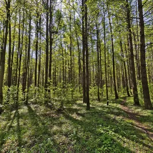 Spring forest with the sun shining through the trees