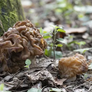 Spring Mushroom Print - Gyromitra Growing on Mossy Tree Spring Mushroom Print - Gyromitra Growing on Mossy Tree