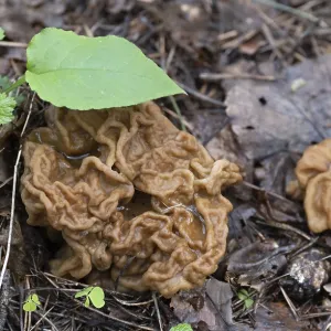 Spring Mushroom Print: Gyromitra in Forest Moss Spring Mushroom Print: Gyromitra in Forest Moss