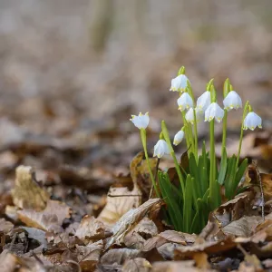 Spring snowflake (Leucojum vernum) in a beech forest Spring snowflake (Leucojum vernum) in a beech forest