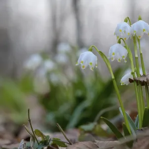 Spring snowflake (Leucojum vernum) as an early flowering spring geophyte in a beech forest Spring snowflake (Leucojum vernum) as an early flowering spring geophyte in a beech forest