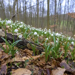 Spring snowflake (Leucojum vernum) on the forest floor with old leaves and trees