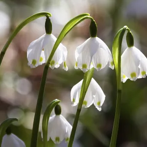 Spring snowflake, spring knot flower (Leucojum vernum)