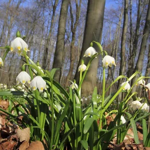 Spring Snowflakes (Leucojum vernum) Spring Snowflakes (Leucojum vernum)