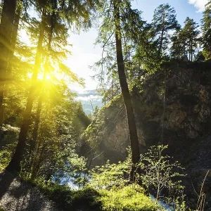 Spring summer green forest with sunrays Spring summer green forest with sunrays