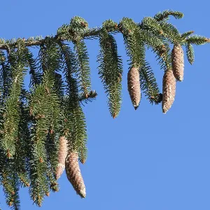 Spruce cones growing on a branch of tree Spruce cones growing on a branch of tree